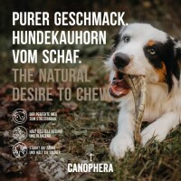 Hundekauhorn vom Schaf M